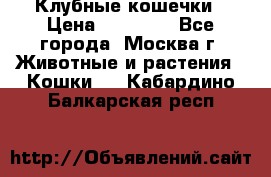 Клубные кошечки › Цена ­ 10 000 - Все города, Москва г. Животные и растения » Кошки   . Кабардино-Балкарская респ.